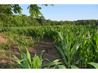 Property photo 52 - 64 Acre Farm Offered in 4 Tracts or in Combinations - Real Estate Auction